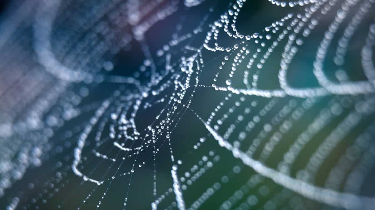 Rebel Wisdom: Integral Meets the Intellectual Dark Web