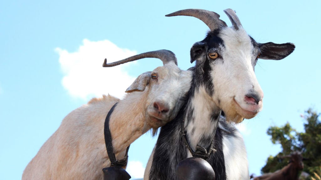 The Art and Practice of Happiness