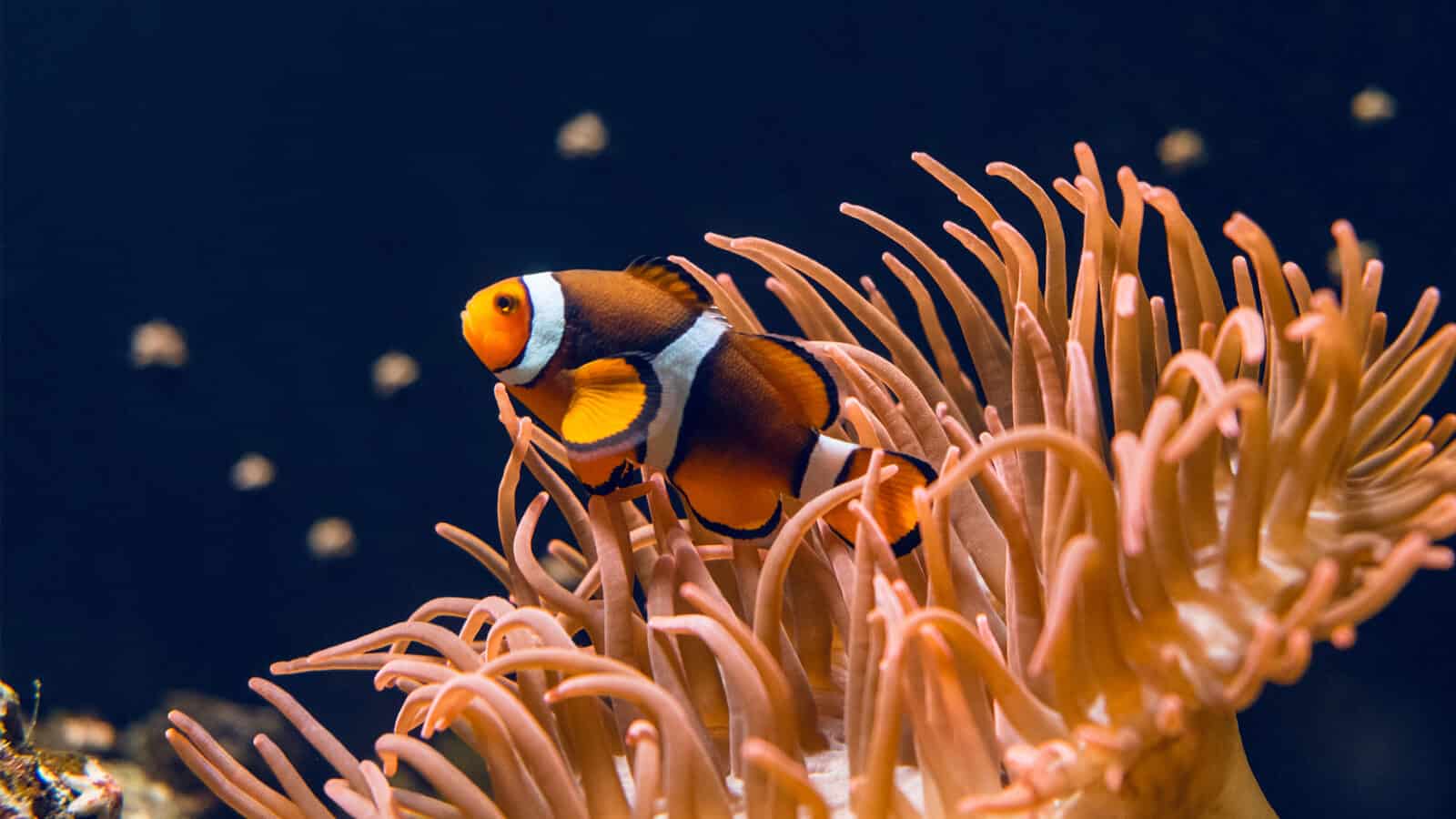 From Codependence to Interdependence