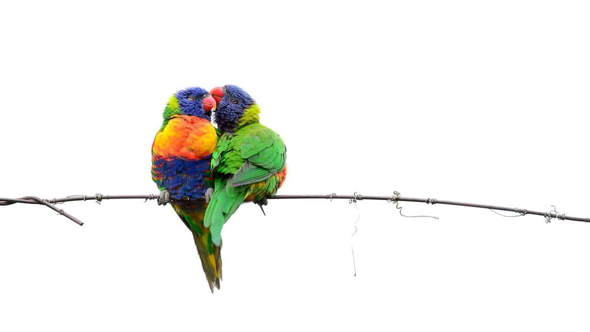 The Art of the Love Affair